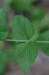 Roundleaf thoroughwort